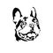Vector illustration of a hand drawn silhouette of a french bulldog.