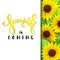 Vector illustration of hand lettering poster - summer is coming with paper sheet on a background of blooming sunflower