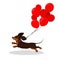 Vector illustration of a happy funny running dachshund with red balloons tied to it