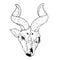 Vector illustration head of male kudu antelope deer half alive skull mascot line art style drawing template