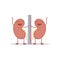 Vector illustration of a healthy and funny kidneys.
