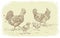 Vector illustration of hens and chicks. a series of farm animals hand drawn, handmade drawing figure chicken, Isolated fowls image