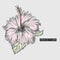 Vector illustration Hibiscus Flower hand drawn