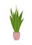 Vector illustration of house plant isolated on white background. Snake plant. Dracaena trifasciata. Mother-In-Law`s Tongue