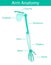 Vector illustration of human arm skeletal anatomy