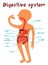 Vector illustration of human digestive system for kids