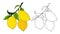 Vector illustration with the image of a branch of yellow lemons with green leaves. Drawn by hands in doodle style. Colorful design