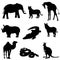 Vector illustration. Image rhino kangaroo, giraffe, elephant, zebra, snake, crocodile, camel, tiger a black silhouette.