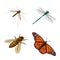 Vector illustration of insect and fly icon. Set of insect and entomology stock symbol for web.