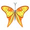 Vector illustration of insect, yellow and red butterfly, isolated on the white background