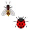 Vector illustration of isolated ladybird and bee