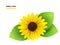 Vector illustration of isolated realistic blooming sunflower with leaves