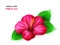 Vector illustration of isolated realistic tropical blooming hibiscus flower with leaves