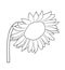 Vector illustration of isolated sunflower