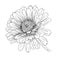 Vector illustration, isolated zinnia flower in black and white colors, outline hand painted drawing