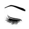 Vector illustration of lashes