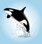 Vector illustration of a leaping orcas