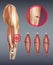 Vector illustration of leg muscle injury with rupture at different stages. Isolated on background