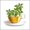 Vector illustration lemon balm tea in a transparent cup