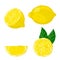 Vector illustration of lemon fruits.