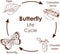 Vector illustration of Life Cycle of Butterfly diagram