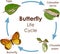 Vector illustration of Life Cycle of Butterfly diagram