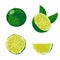 Vector illustration of a lime fruit.