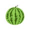 Vector illustration logo for whole green fruit watermelon, green stem. Watermelon pattern from natural sweet food. Eat tasty tropi