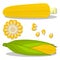 Vector illustration logo for whole ripe vegetable yellow corn