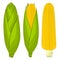 Vector illustration logo for whole ripe vegetable yellow corn