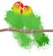 Vector illustration of lovebirds parrots