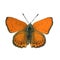 The vector illustration of Lycaena thersamon , the lesser fiery copper butterfly isolated in white