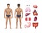 Vector illustration of male body template front and back with human internal organs detailed icons set on background