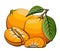 Vector illustration of mandarins on white.