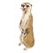 Vector Illustration of Meerkat, Suricate