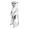 Vector Illustration of Meerkat, Suricate