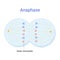 Vector illustration of Mitosis phase. Anaphase