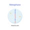 Vector illustration of Mitosis phase. Metaphase