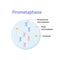 Vector illustration of Mitosis phase. Prometaphase