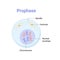 Vector illustration of Mitosis phase. Prophase