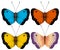 Vector illustration. Multi-colored butterflies