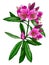 Vector illustration of Nerium Oleander