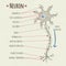 Vector illustration neuron chart