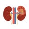 Vector Illustration of the normal kidney structure