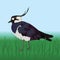 A vector illustration of a Northern lapwing