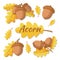 Vector illustration of oak acorn. Oak tree branch with leaves and acorns. Acorn separate, acorn with leaf isolated on a