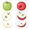 Vector illustration of organic green and red apple with slices