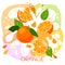 Vector illustration of an organic orange milkshake or fruit drink. ripe orange fruits with splash of milk and bright fresh orange