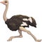 Vector illustration ostrich fast running