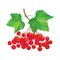 Vector illustration with outline bunch of Viburnum or Guelder rose, green leaves and red berry isolated on white.